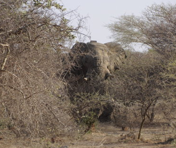 Der er kun nogle buske og få hundrede meter mellem os og den store hanelefant